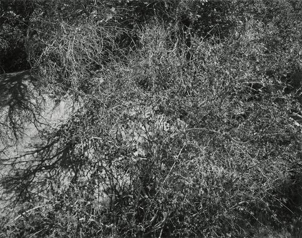 Joshua Tree National Park, California, 2006