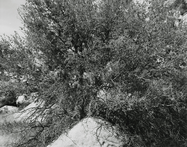 Joshua Tree National Park, California, 2006