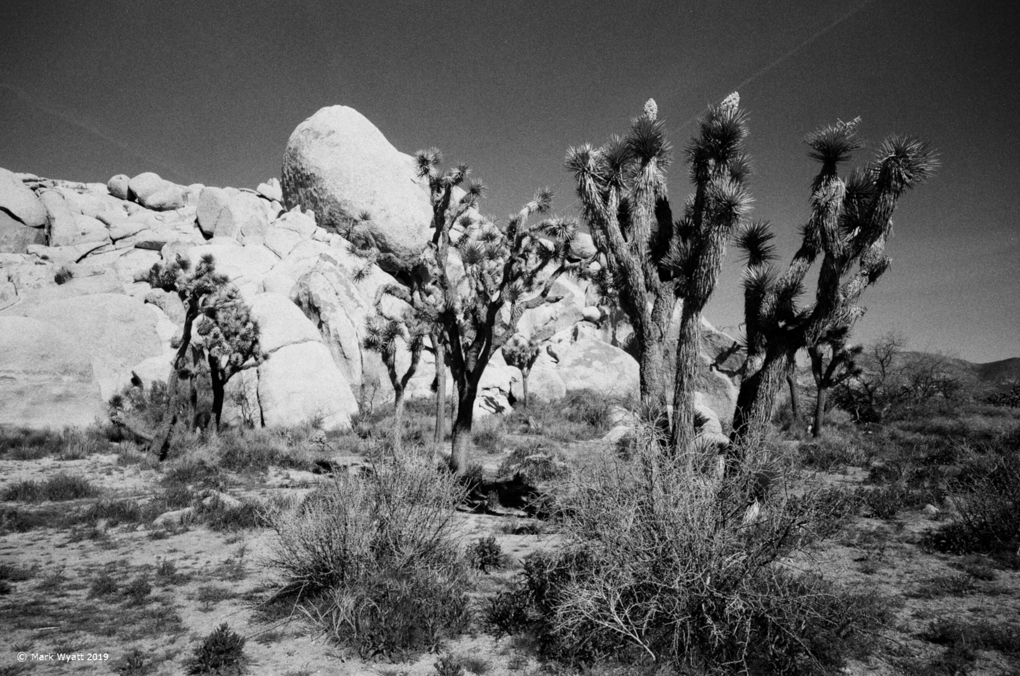 Joshua Trees, Rocks