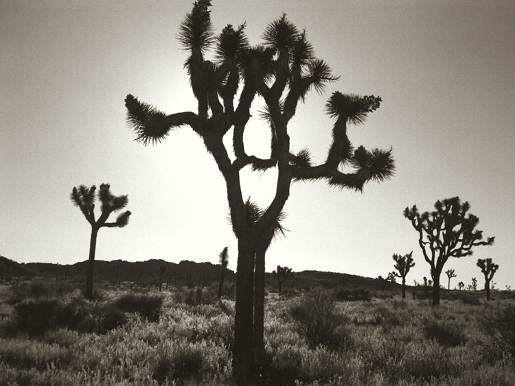 JT national monument