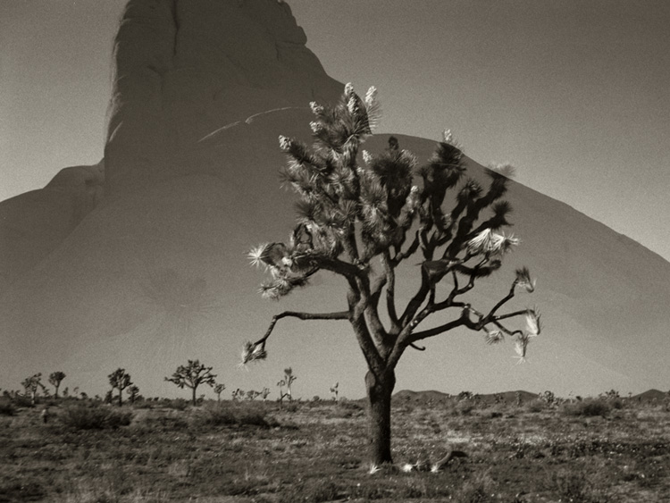 JT national monument