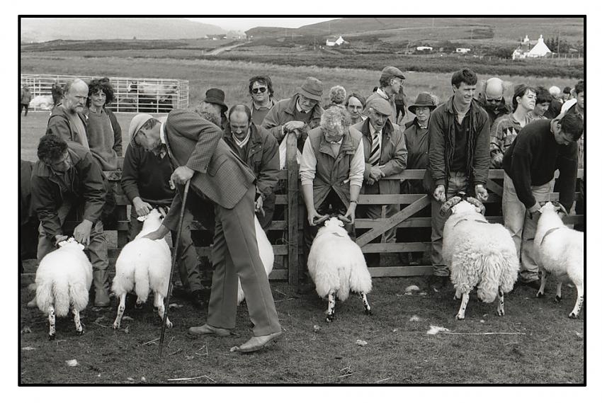 Judging sheep - Mull, Scotland.