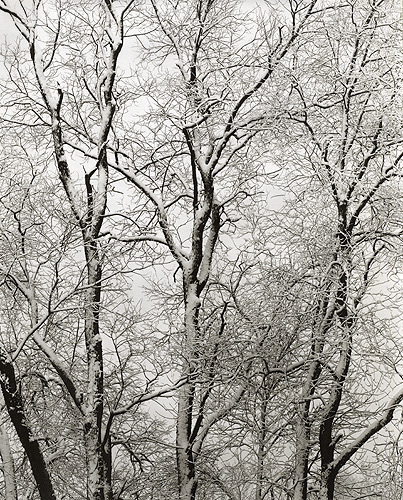 June Print of the Month - Snow Covered Trees