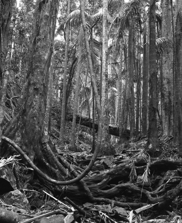 Jungle