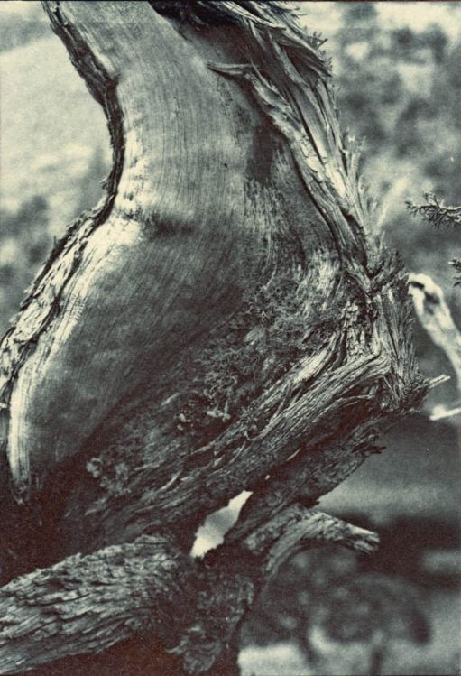 Juniper for Dana