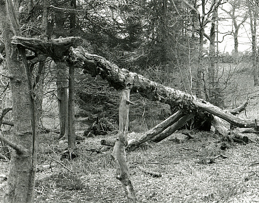 Jurassic woods 2