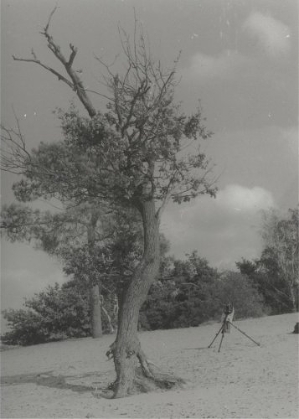 Just a tree