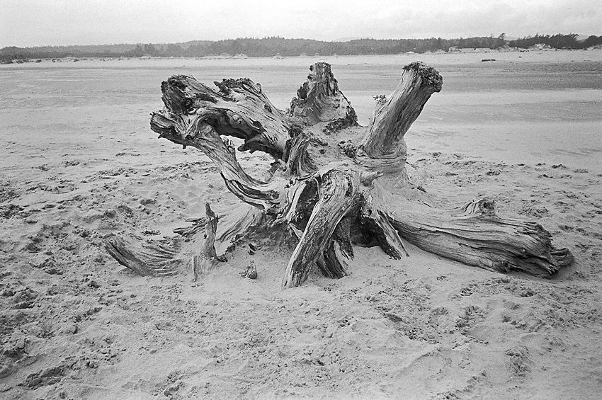 Just another stump