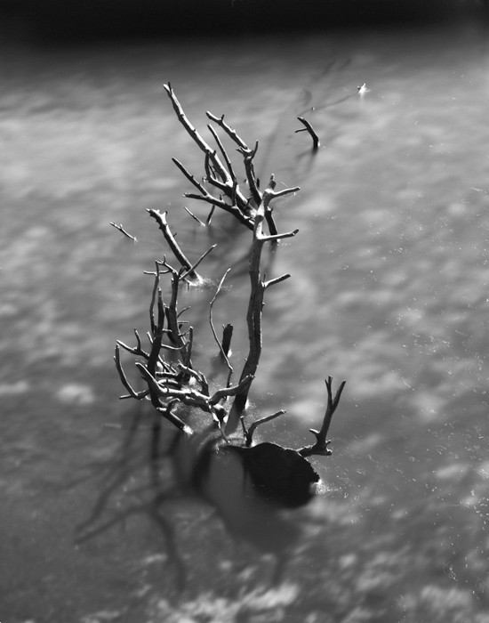 just another tree