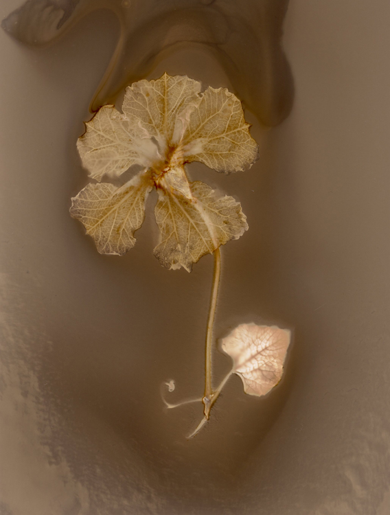 kallebassil lumen