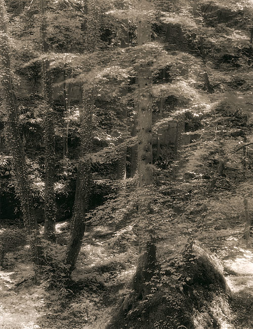 Kaltbrunnental #1