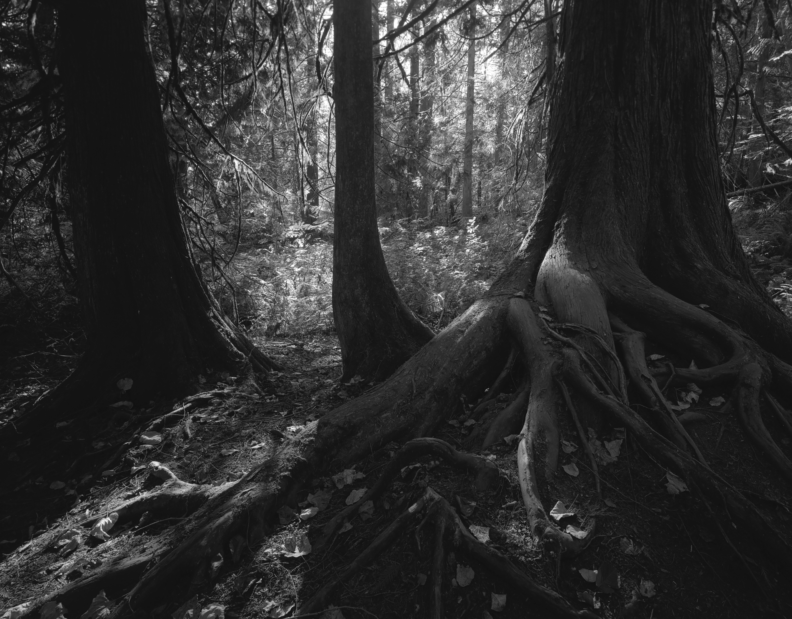 Kanaka Creek Trees