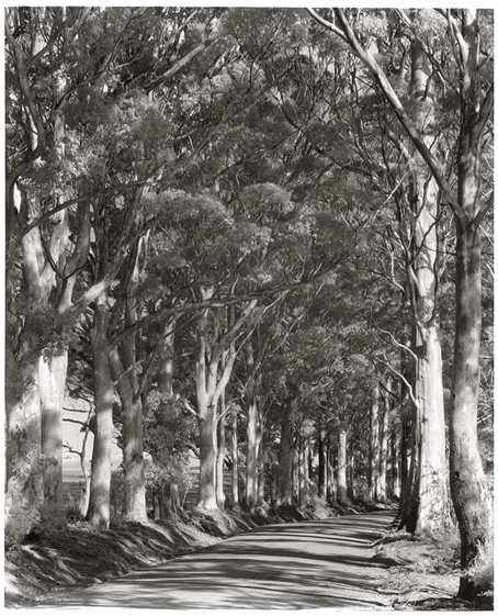 Kari Avenue