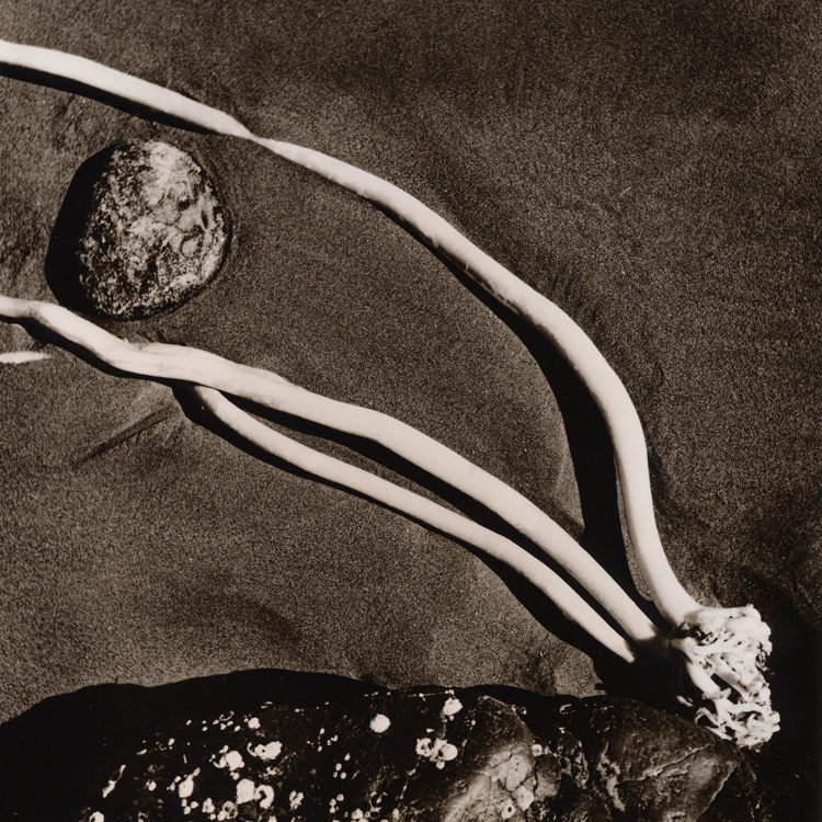 Kelp, French Beach