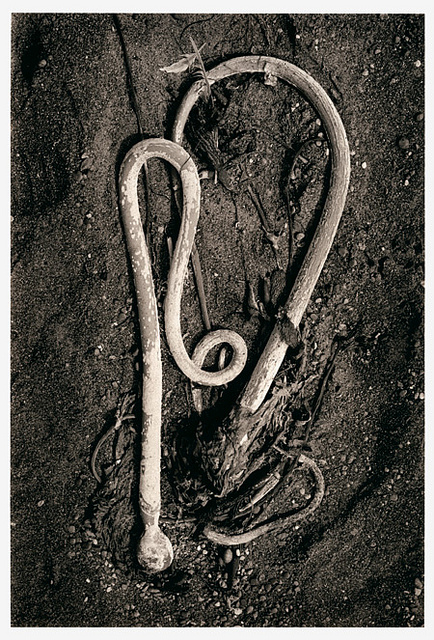Kelp