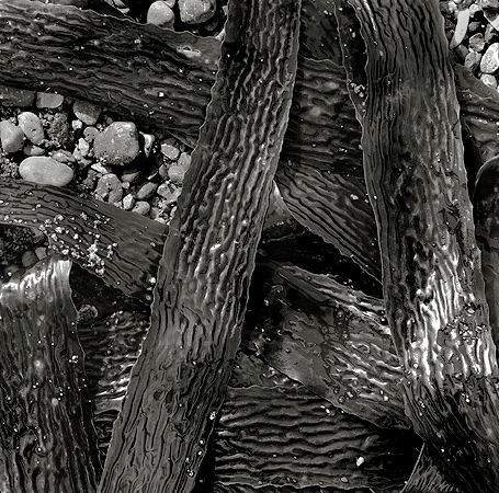 Kelp
