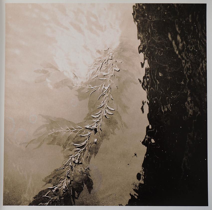 kelp