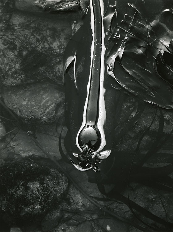 Kelp