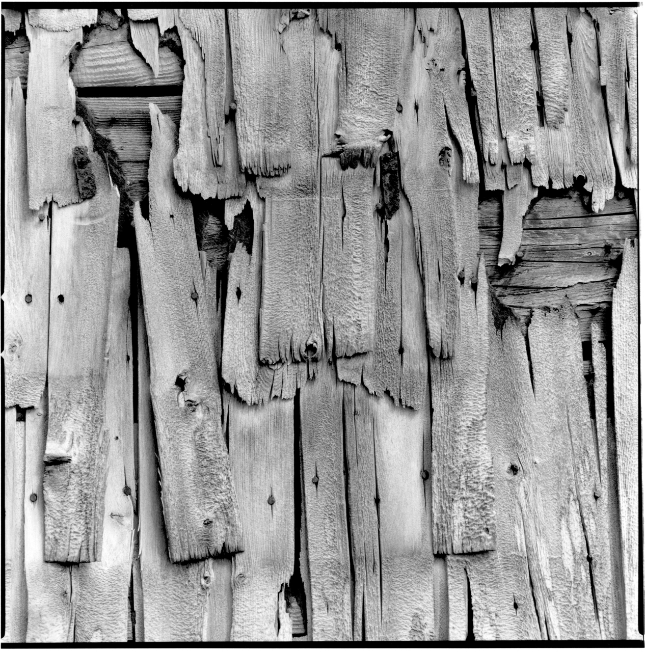 Kentmere 200 Film Test