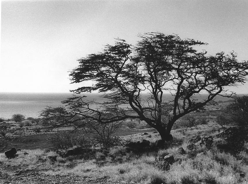 Kiawe Tree