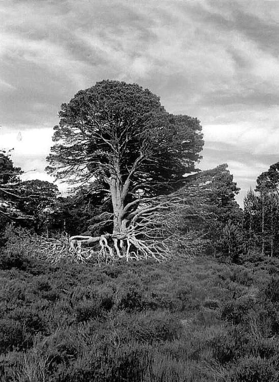 kincraig002