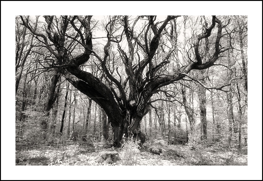 KING OF THE FOREST