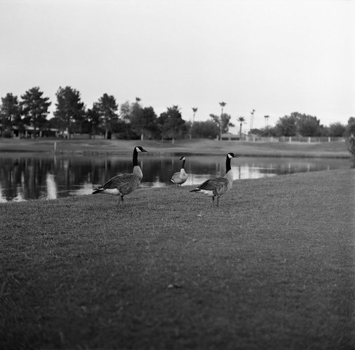 Kings of the golf course