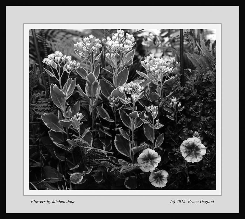Kitchen Door Flowers