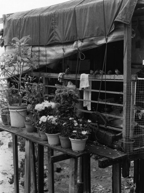 Kitchen Window