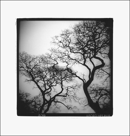 Kitsilano Trees