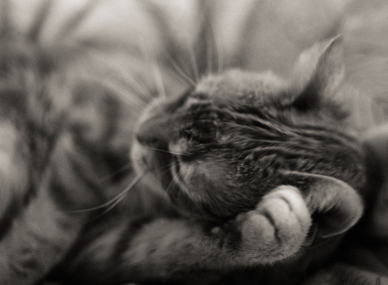 Kitteh Dreams