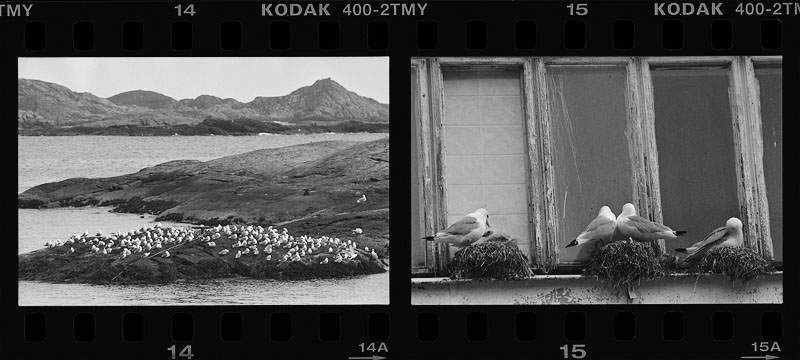 Kittiwakes 1