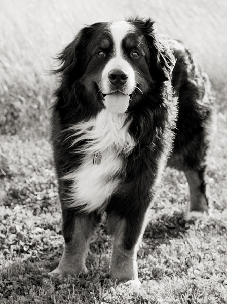 Klaus
