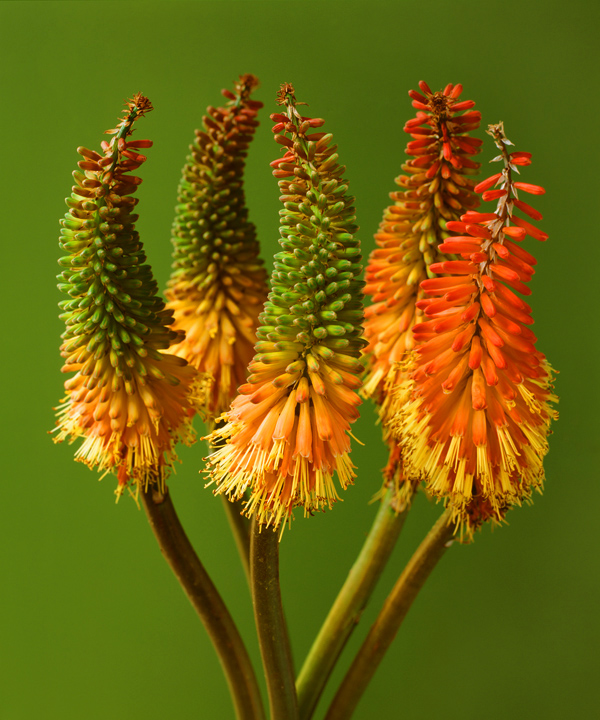 Kniphofia