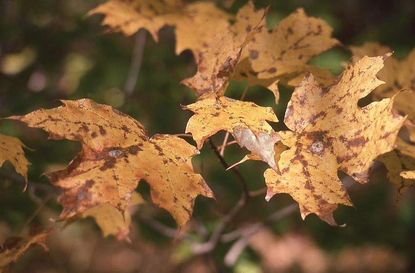 Kodachrome Autumn