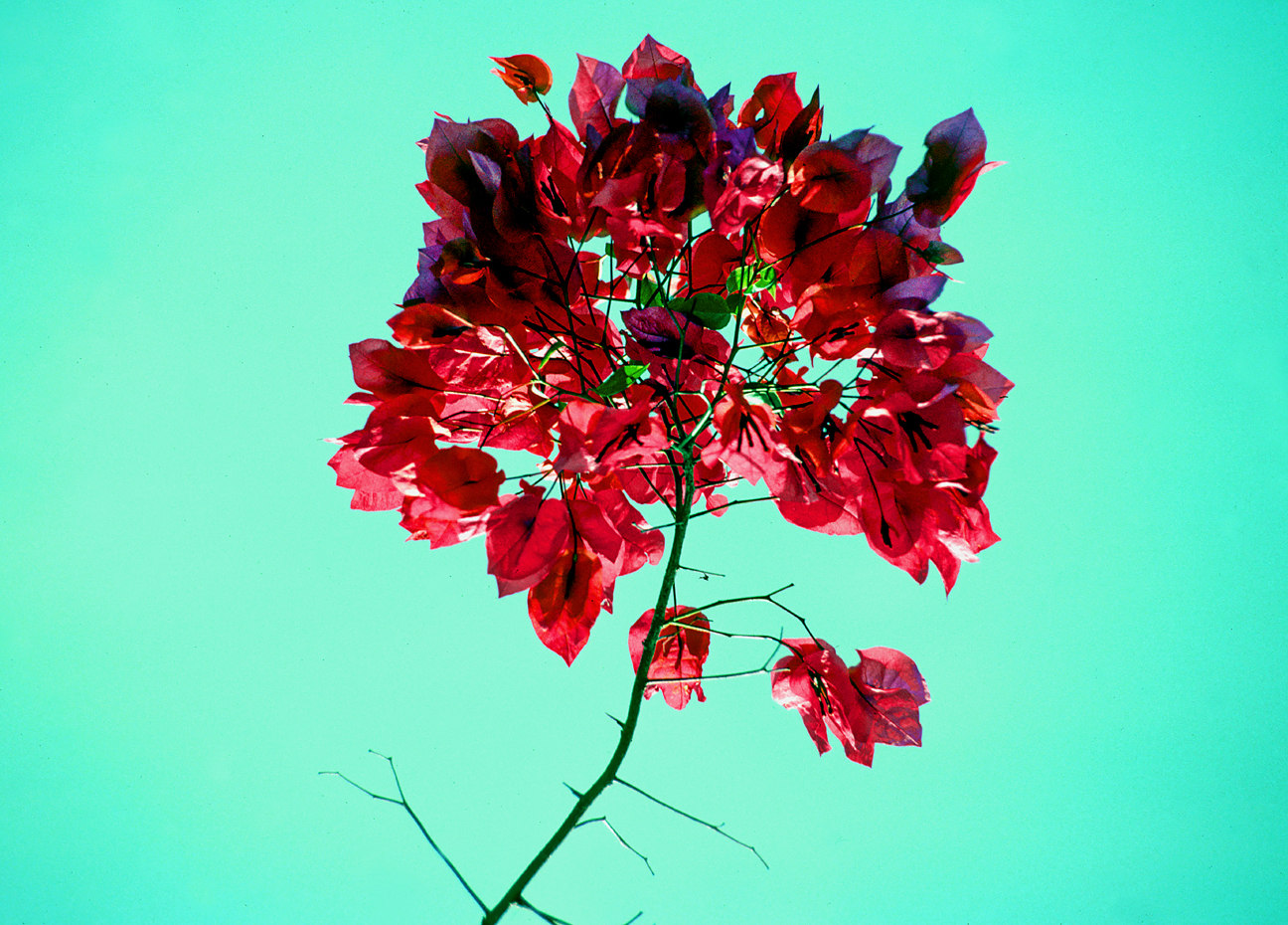 Kodachrome Bougainvillea