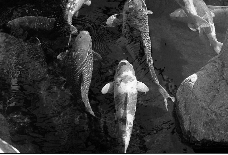 Koi Pond