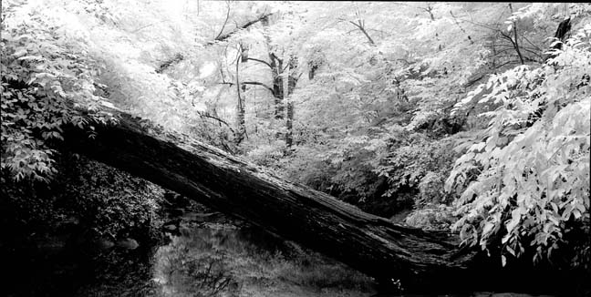 Konica Infrared #2