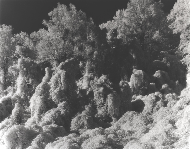 Kudzu