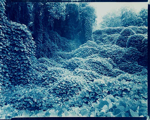 Kudzu