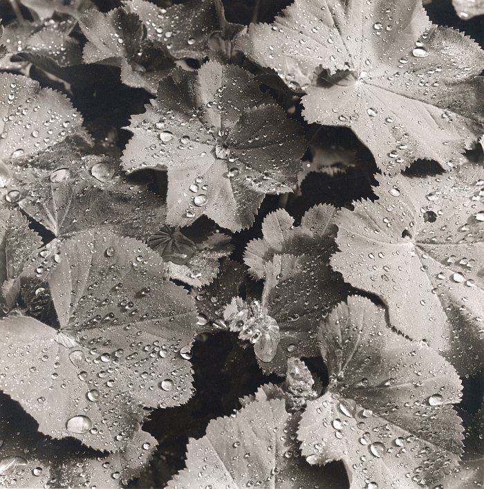 Lady's Mantle