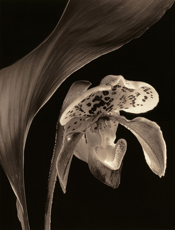 Lady's Slipper orchid