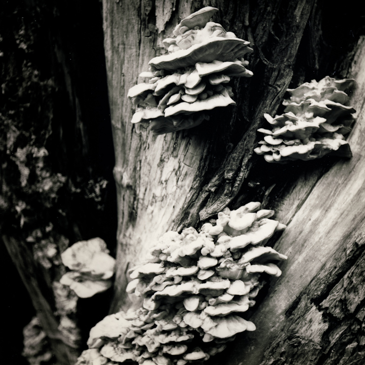 Laetiporus sulphureus