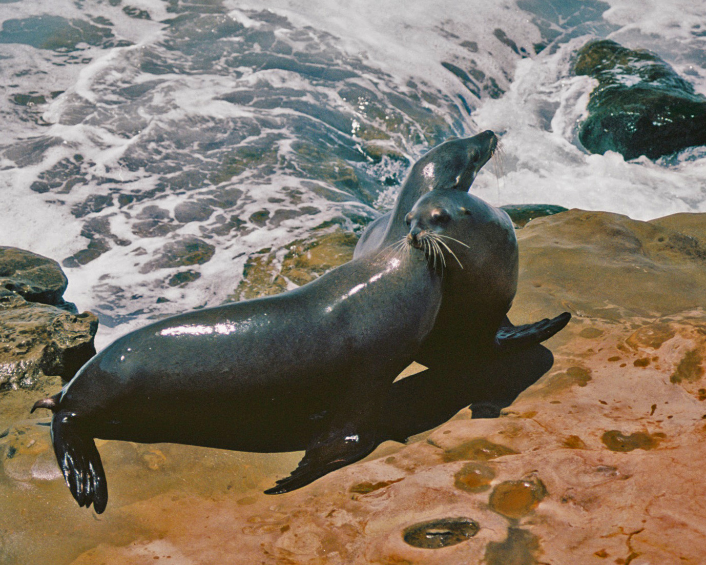 LaJolla Sea Lions