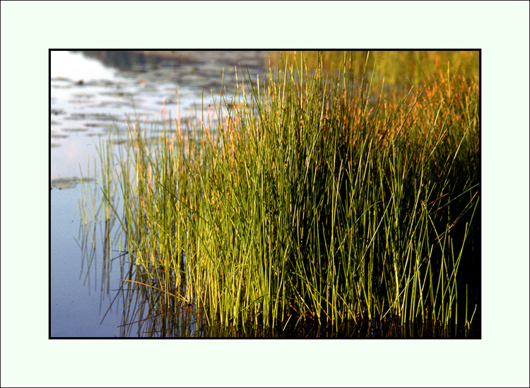 Lake Grass