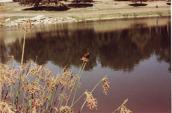 Lake Somewhere