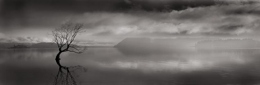 Lake Wanaka Tree