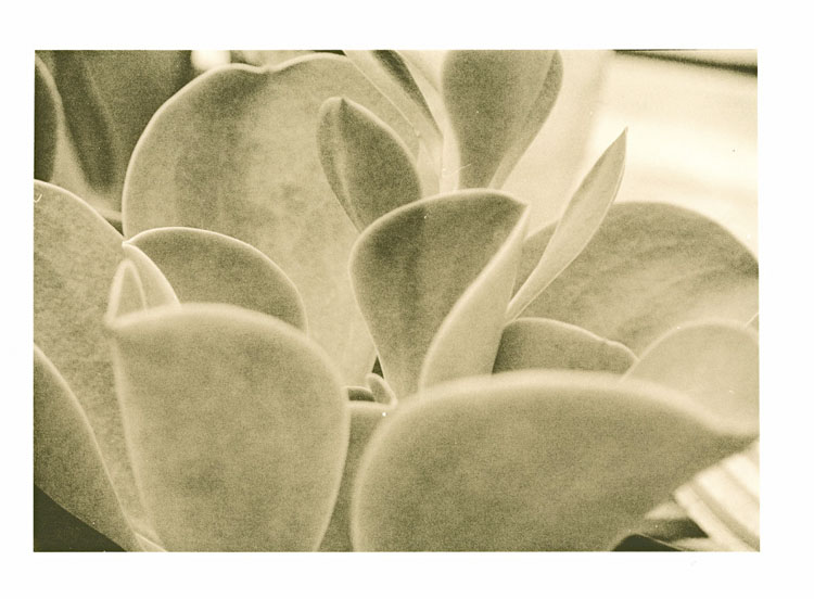 Lambs Ear