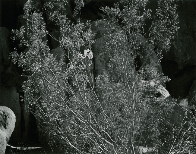 Landers, California, 2006-- CfEVA #3