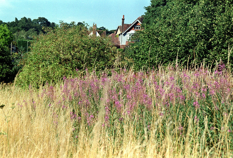 Landscape off Weald Road 02